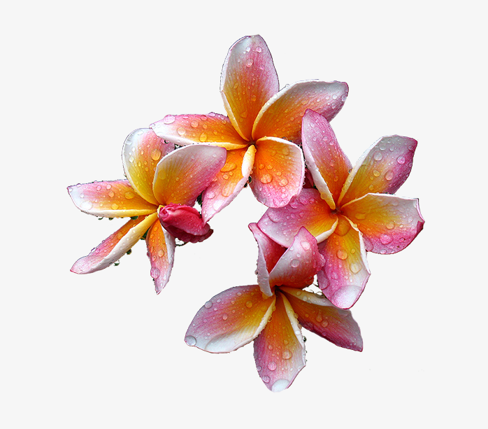 花45