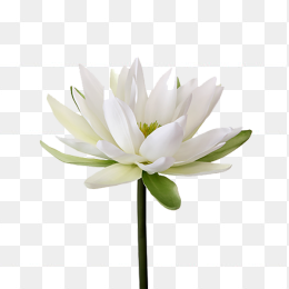 花49