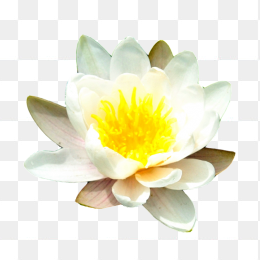 花50