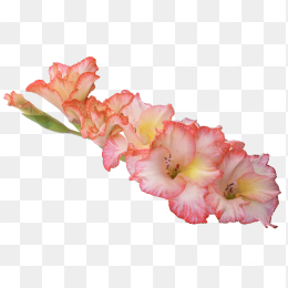 花51