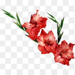 花53