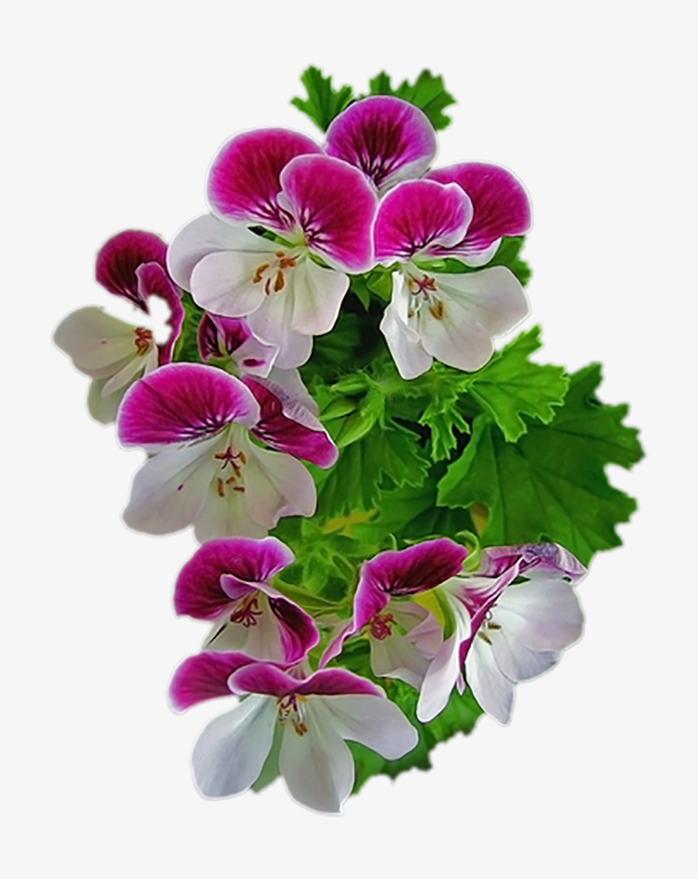 花54