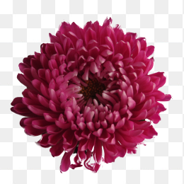 花57