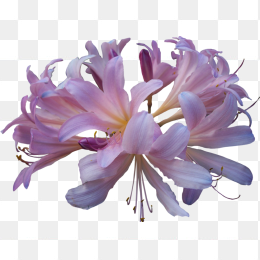花60