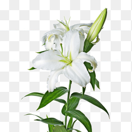 花61