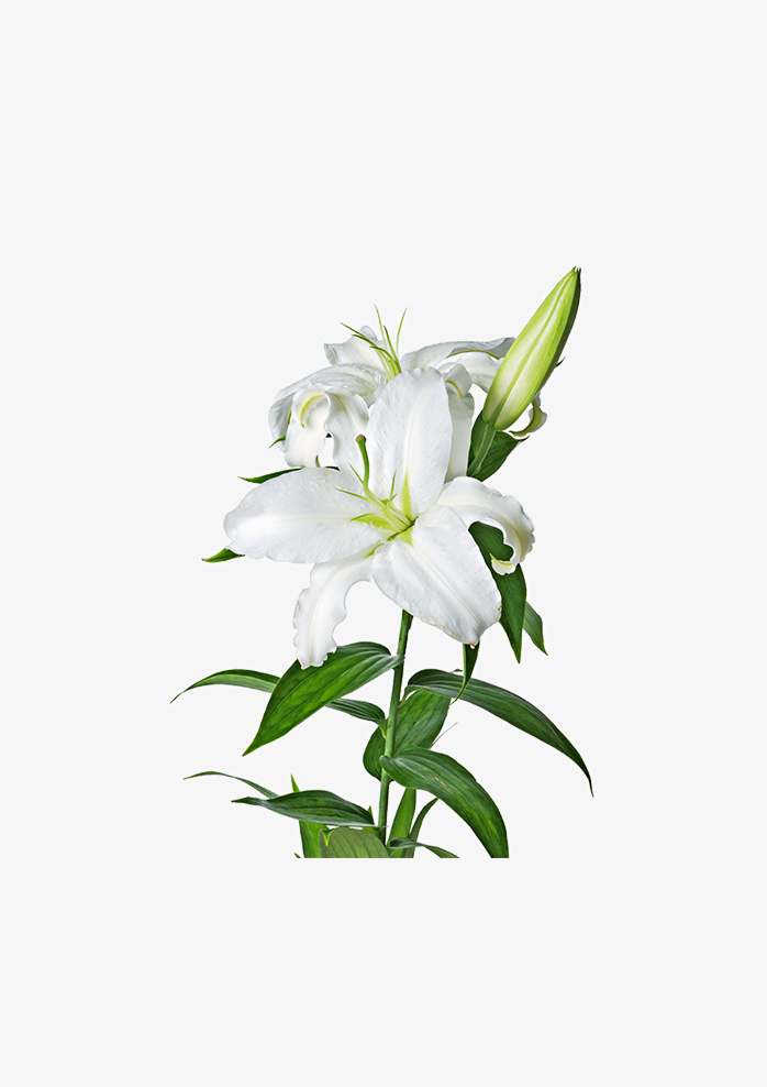 花61