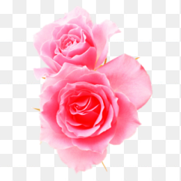 玫瑰花