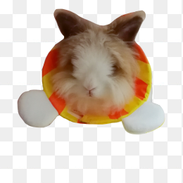 兔子