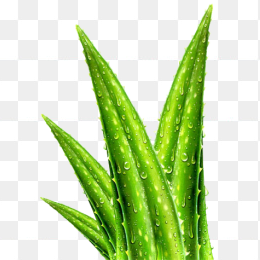 芦荟