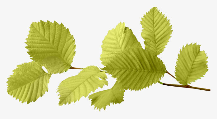 绿色免抠透明图树叶漂浮树枝