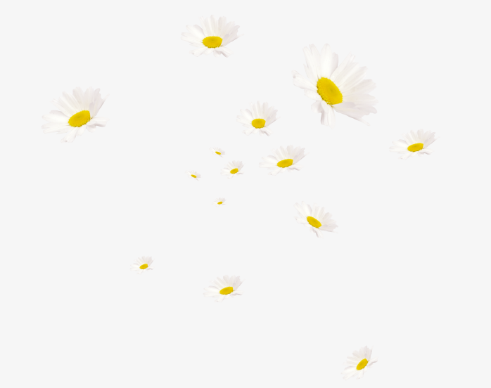 飘散的小雏菊