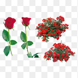 玫瑰花