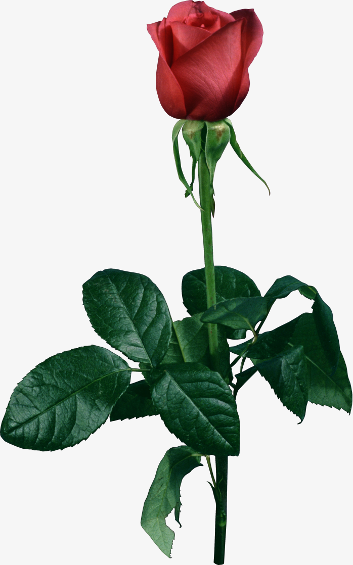 玫瑰花