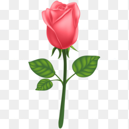 玫瑰花