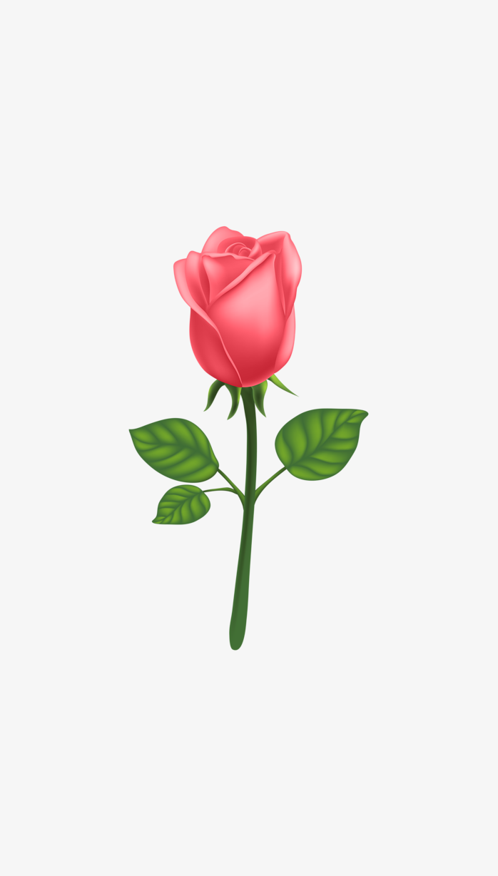 玫瑰花