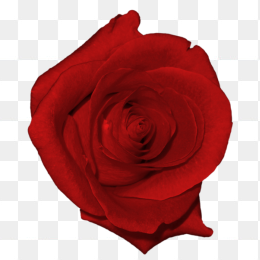 玫瑰花