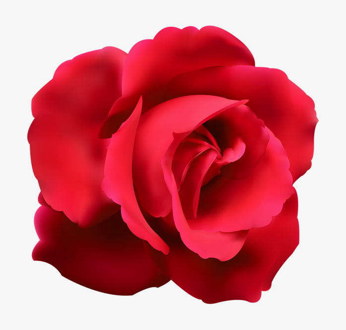 玫瑰花