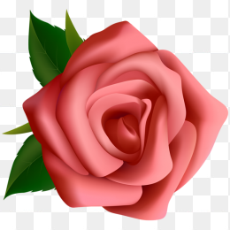 玫瑰花