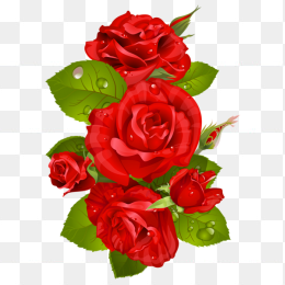 玫瑰花