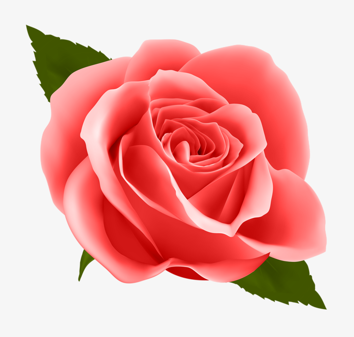 玫瑰花