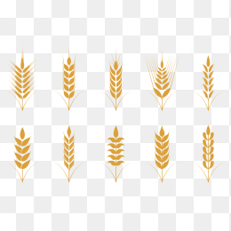 手绘矢量麦子合集