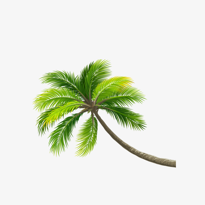 夏季椰子树