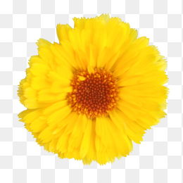 金盏花