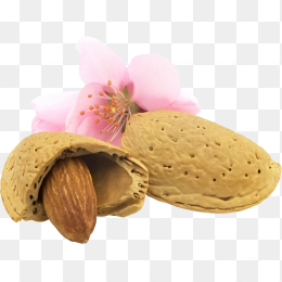 坚果