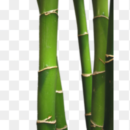 竹子