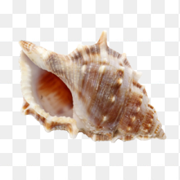 海螺