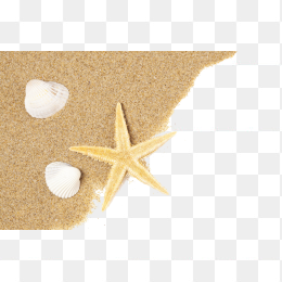 海星贝壳
