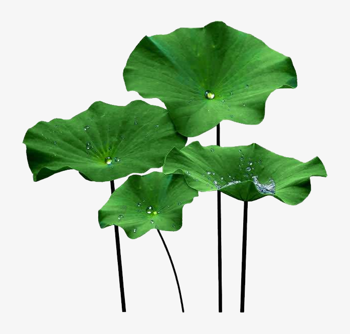 荷叶
