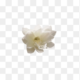 昙花