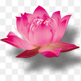莲花