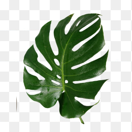 绿色植物树叶龟背叶