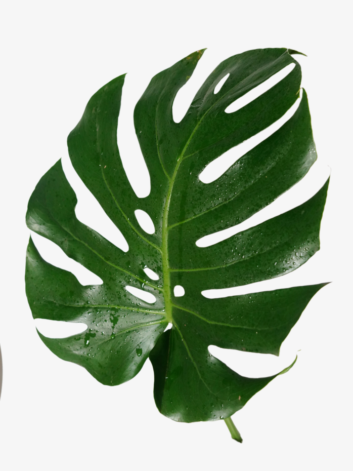 绿色植物树叶龟背叶