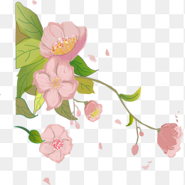 山茶花