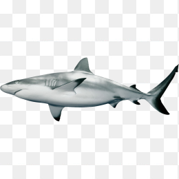 手绘鲨鱼