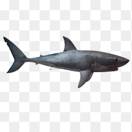 大鲨鱼