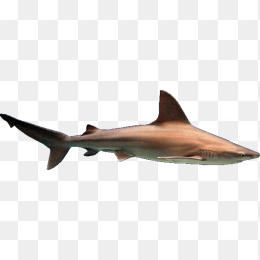 大鲨鱼