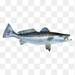 海鱼