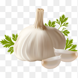 手绘大蒜素材