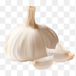 手绘大蒜