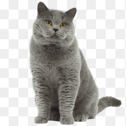小灰猫