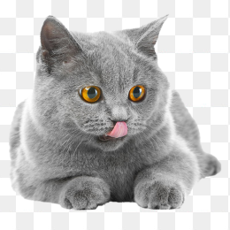可爱猫咪