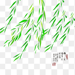 摇动的垂柳