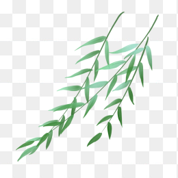 手绘柳叶