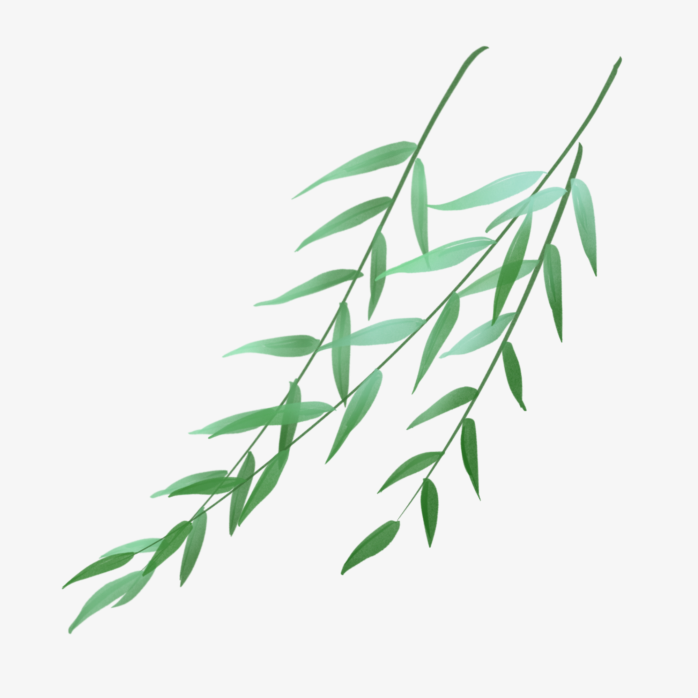 手绘柳叶