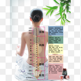 背部经络