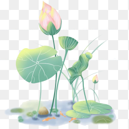 荷花